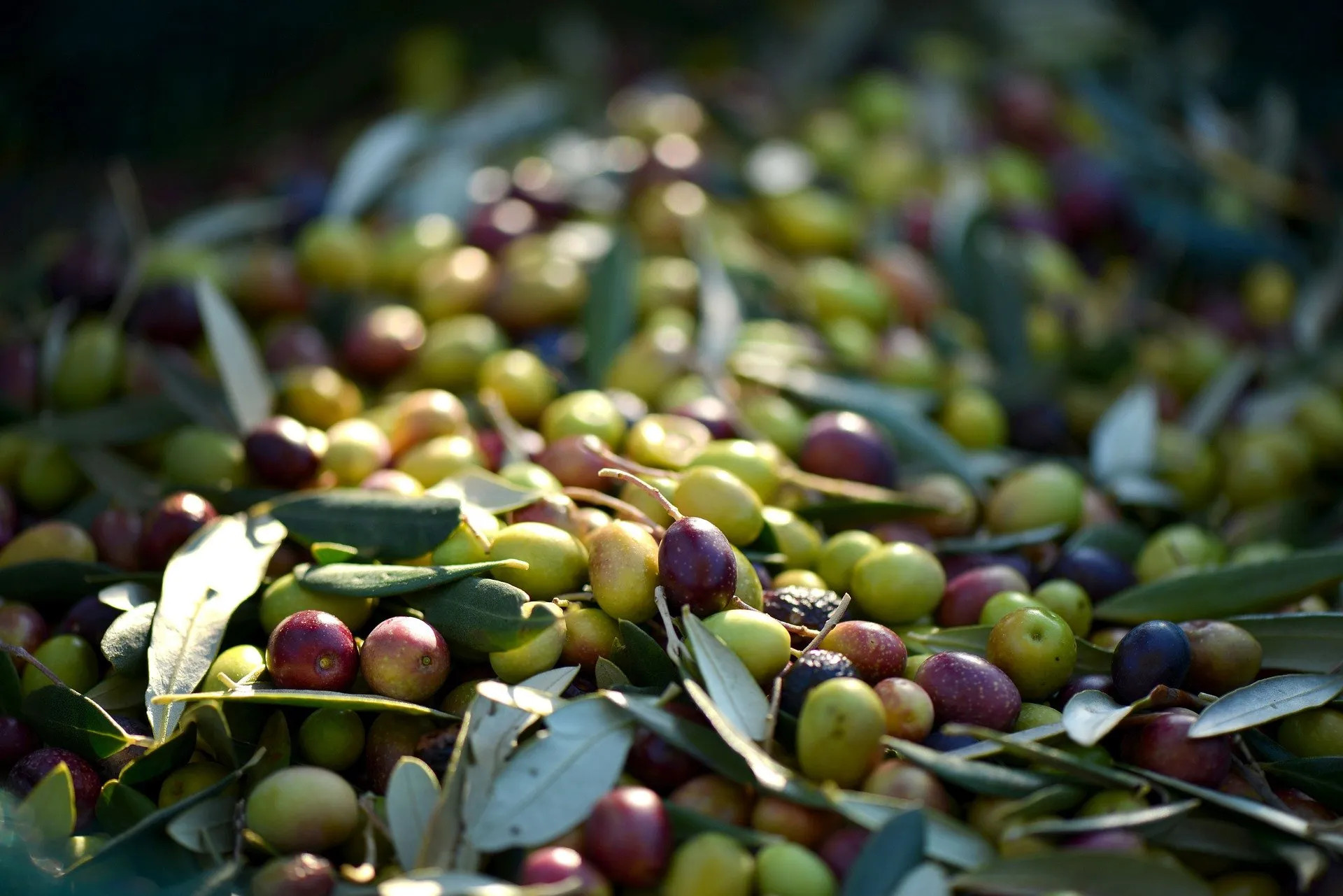 Olive Peranzana