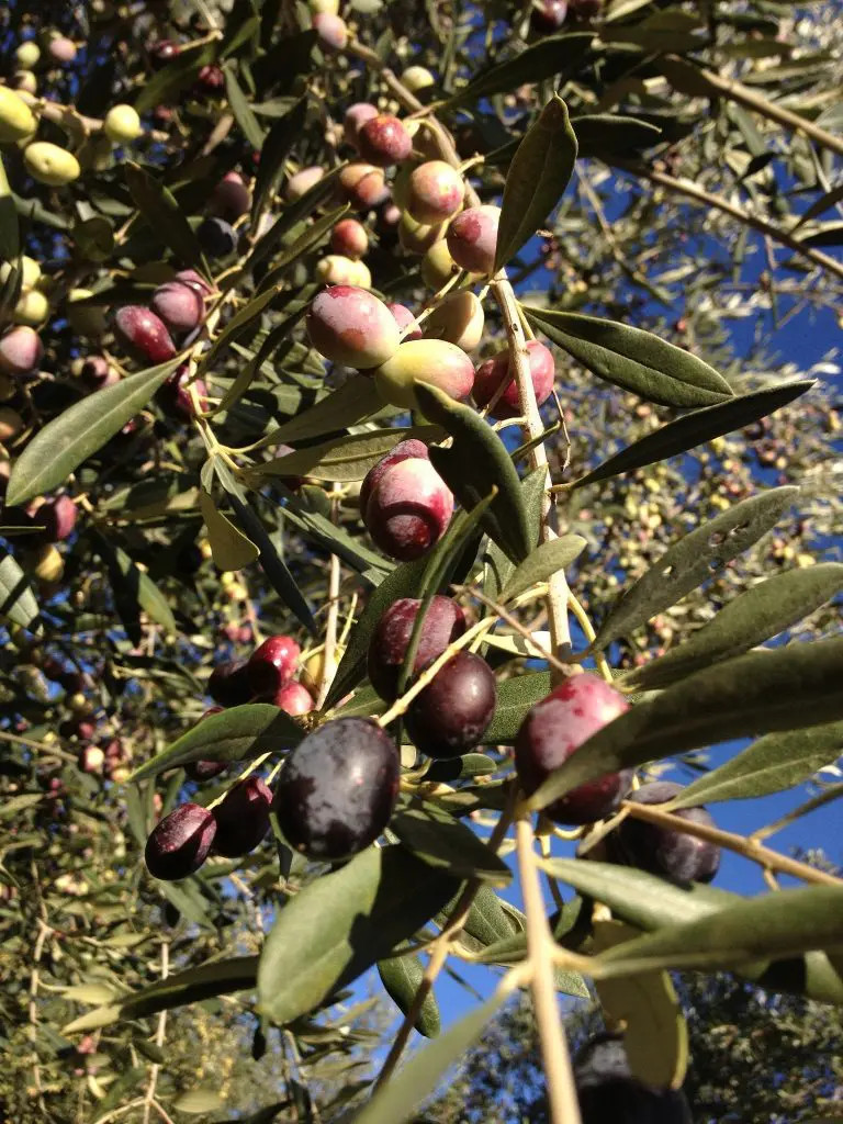 Olive mature di Peranzana